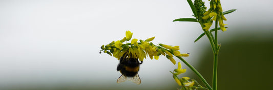 Die Wirkung von Steinklee bei Lipödem: Wundermittel oder nur ein Mythos?